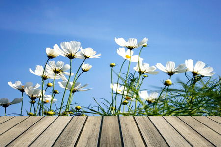 field of daisy flowers and wood floorの写真素材