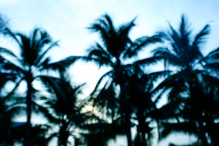 Blurred background sunrise at coconut treeの写真素材