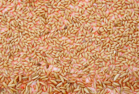 rice seed