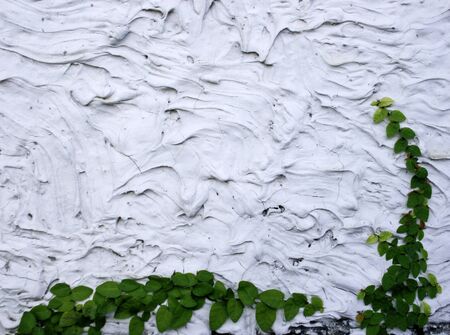 Green creeper on cement wallの写真素材