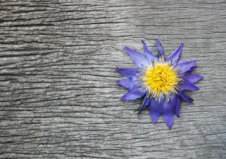 dry lotusの写真素材