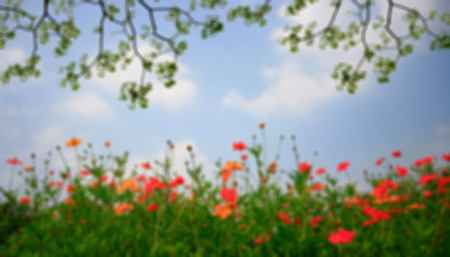 cosmos flower and blue sky in blurred backgroundの写真素材