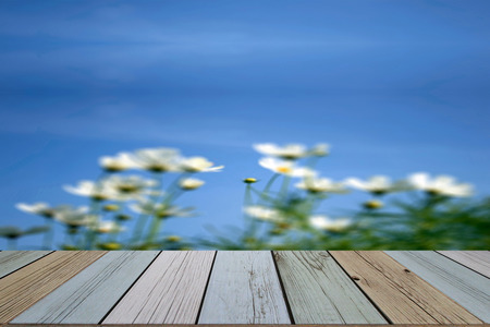 white daisies on blue sky in blurred backgroundの写真素材