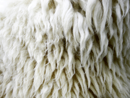 Sheepskin Backgroundの写真素材
