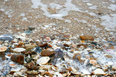 seashells and sea backgroundの写真素材