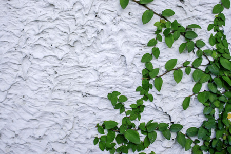 leaves on wall for wallpaperの写真素材