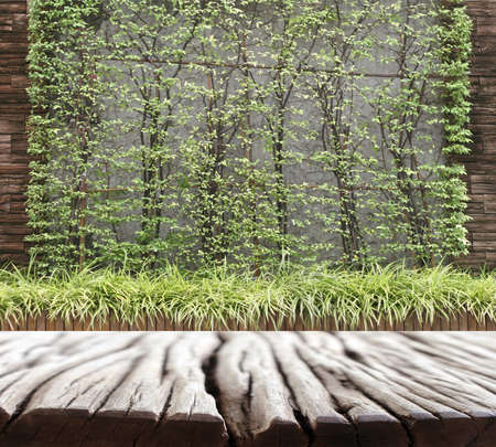 Concrete wall with green leavesの写真素材