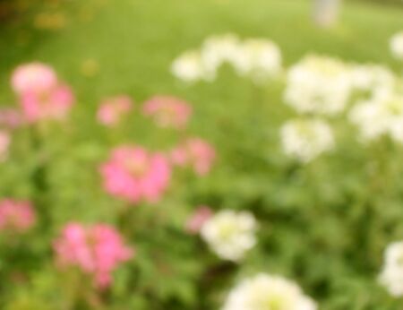 Green and flowers blurred background sunlightの写真素材