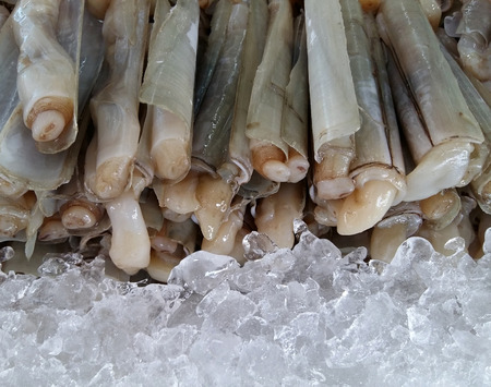 Razor clam at fresh market, Thailandの写真素材