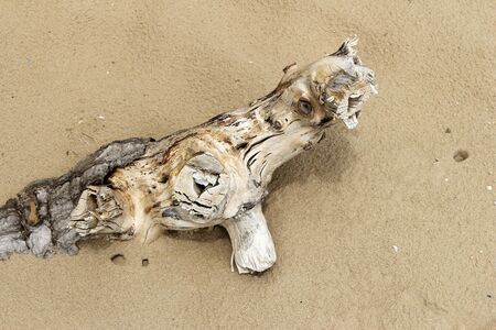 Stumps in the sandの写真素材