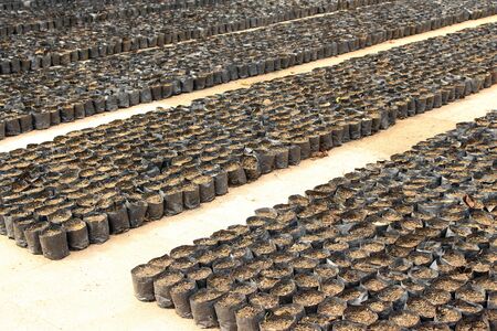 rows of soil in black bags for seedingの写真素材
