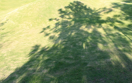 Tree shadow on short green grass in springの写真素材