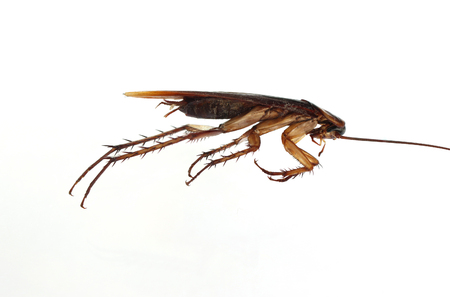 Dead cockroach isolated on a white background.