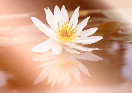 Beautiful white lotus in the pondの写真素材
