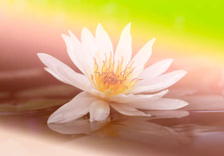 Beautiful white lotus in the pondの写真素材