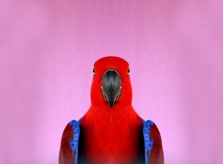 Colorful red parrotの写真素材