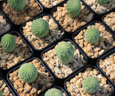 Variety of small beautiful cactus in the pot