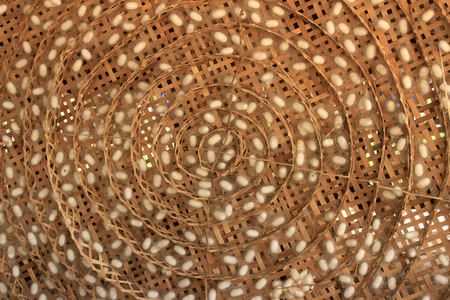 silk worm cocoons in white nestsの写真素材