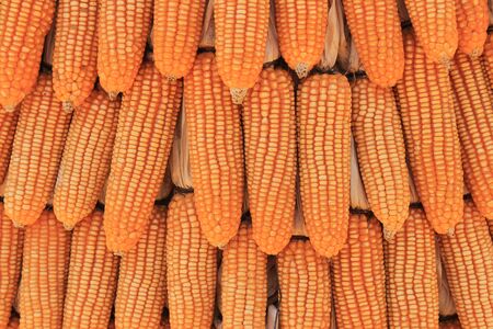 Yellow dried corn bundle together textureの写真素材