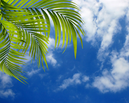 Green leaf of palm tree on blue sky and cloud backgroundの写真素材