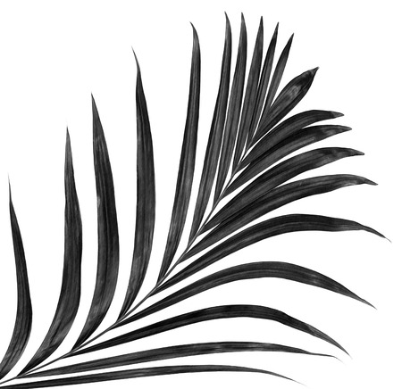black leaf of palm tree isolated on white backgroundの写真素材