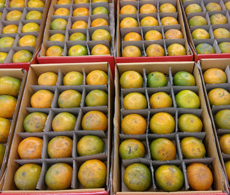 Oranges in paper boxの写真素材