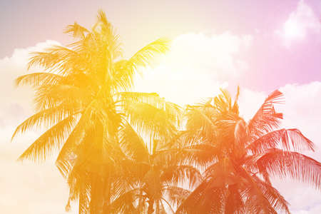 Coconut palm treesの写真素材