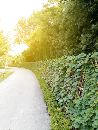 ivy plant nursery bamboo fenceの写真素材