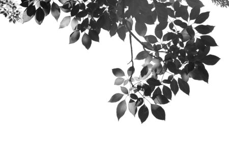 black leafs in summer on blue sky with burst light