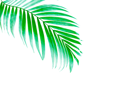 Green leaves of palm tree on white backgroundの写真素材
