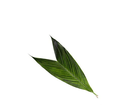 green leaf of palm tree isolated on white backgroundの写真素材