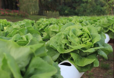 Butter head green oak lettuce, Organic hydroponic vegetable cultivation farm.