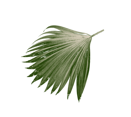 Green leaves of palm tree isolated on white backgroundの写真素材