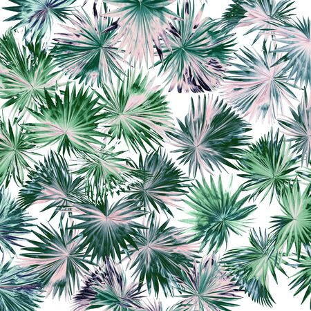 set green leaf of palm tree isolated on white backgroundの写真素材