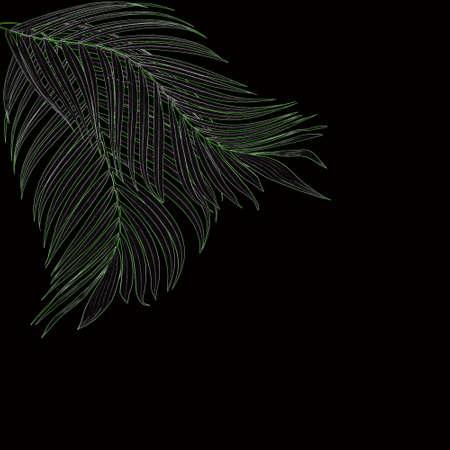 green leaf of palm tree on black background
