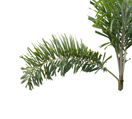 green foxtail palm leaf tree isolated on white background with clipping pathの写真素材