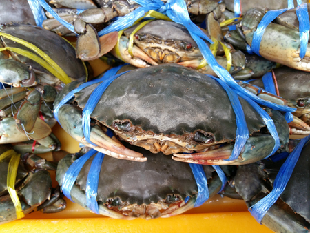 fresh crab food seafood mangrove の写真素材