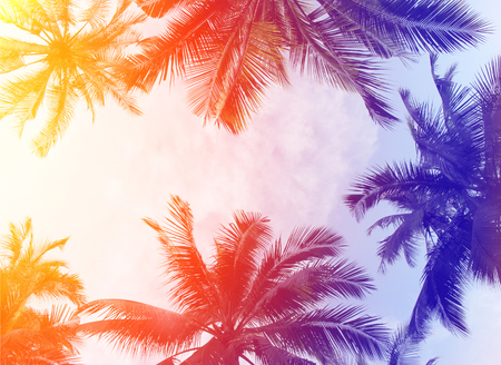 tropical colorful coconut palm leaves tree for summer backgroundの写真素材