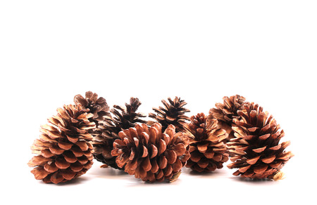 Pine cone tree fruits isolate on white backgroundの写真素材