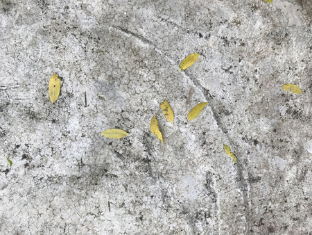 old grungy floor texture, gray concrete wall background with leafの写真素材