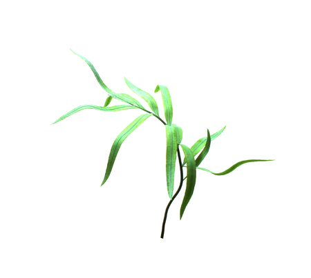 tropical green palm leaf isolated on white for summer backgroundの写真素材