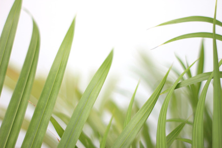 green tropical palm leaf with shadow on white wallの写真素材