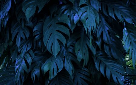 tropical nature green monstera palm leaves pattern