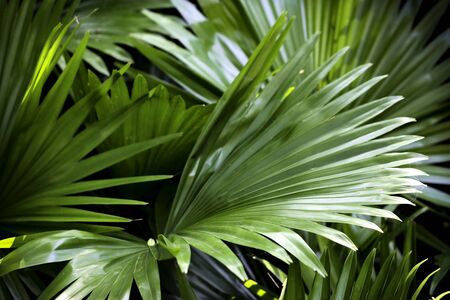 tropical nature green palm leaves pattern
