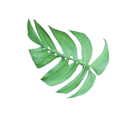 tropical jungle monstera leaves , Swiss Cheese leaf tree isolated on white backgroundの写真素材