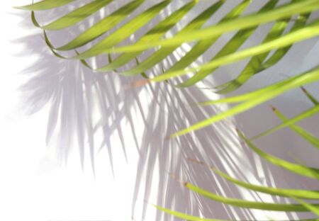 tropical palm leaf shadow on white wall backgroundの写真素材