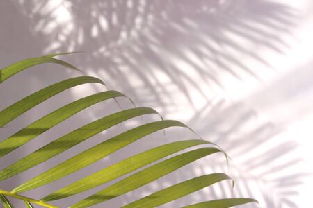 tropical palm leaf shadow on white wall background