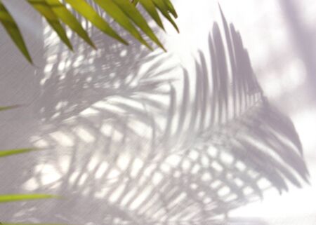 tropical palm leaf shadow on white wall backgroundの写真素材