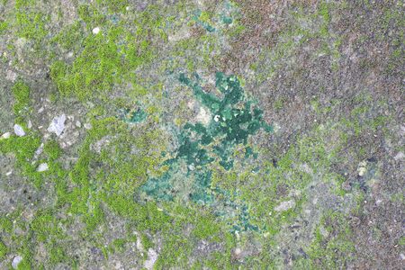 background texture: the surface of old concrete slab covered with moss or algaeの写真素材