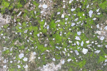 background texture: the surface of old concrete slab covered with moss or algaeの写真素材
